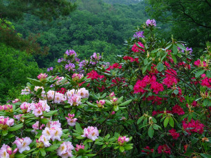 Картинка цветы рододендроны азалии