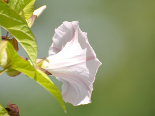 Картинка цветы вьюнки ипомеи