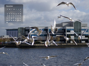 обоя календари, животные