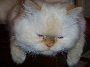 Картинка животные коты