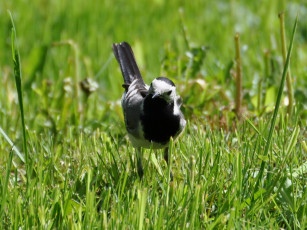 Картинка животные птицы