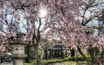 Картинка природа парк