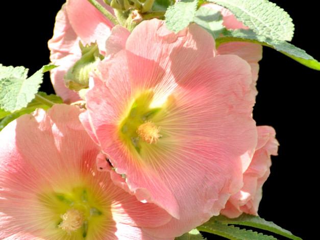 Обои картинки фото цветы, мальвы