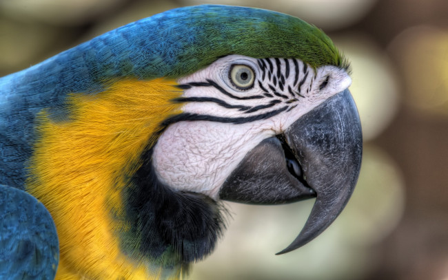 Обои картинки фото животные, попугаи