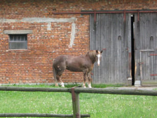 Картинка животные лошади