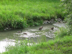 Картинка животные утки