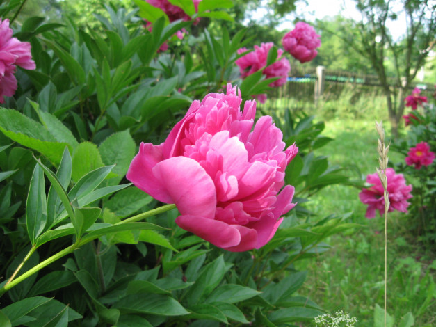 Обои картинки фото пионы, цветы