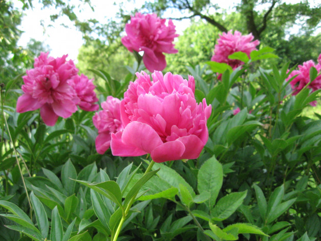 Обои картинки фото пионы, цветы