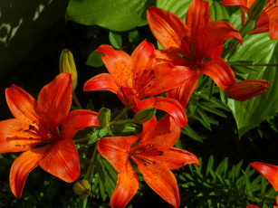 Картинка цветы лилии лилейники