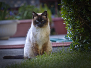 Картинка животные коты кот куст сиамский