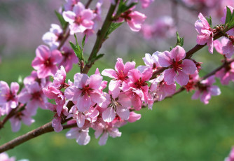 Картинка цветы цветущие деревья кустарники листья ветка цвкты