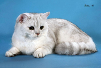 Картинка животные коты британец