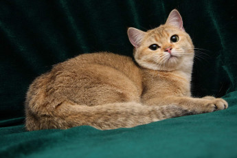 Картинка животные коты британка