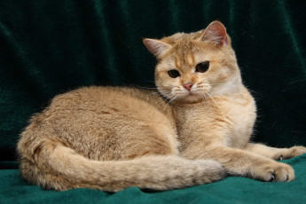 Картинка животные коты британка