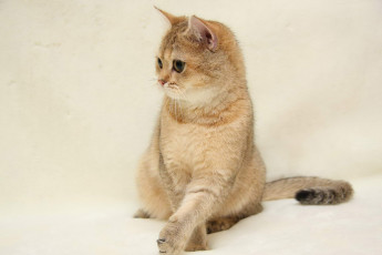 Картинка животные коты британка