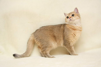 Картинка животные коты британка