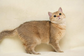 Картинка животные коты британка