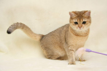 Картинка животные коты британка