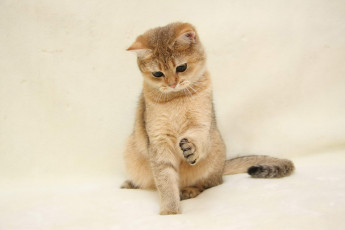 Картинка животные коты британка