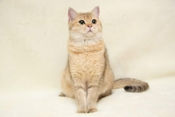 обоя животные, коты, британка