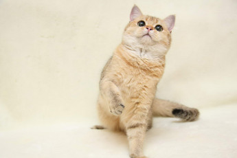 Картинка животные коты британка