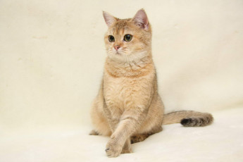 обоя животные, коты, британка