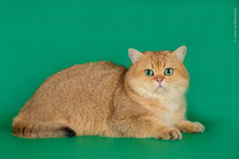 Картинка животные коты британка рыжий