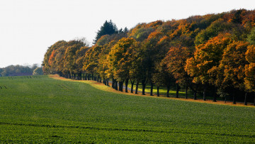 Картинка природа поля лето деревья