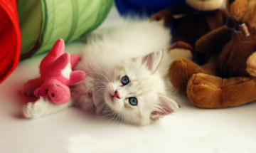 Картинка животные коты котёнок игрушка