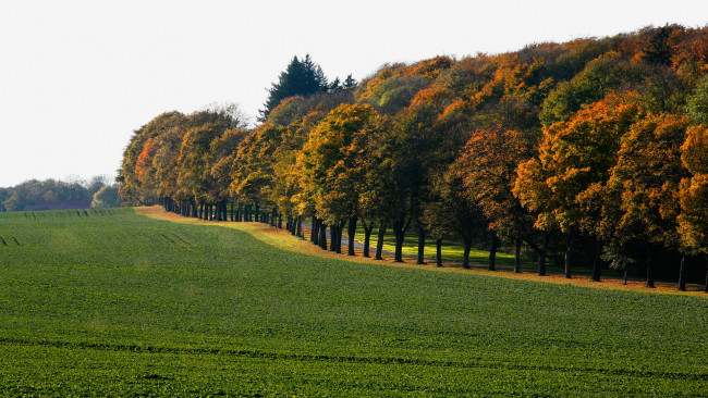 Обои картинки фото природа, поля, лето, деревья