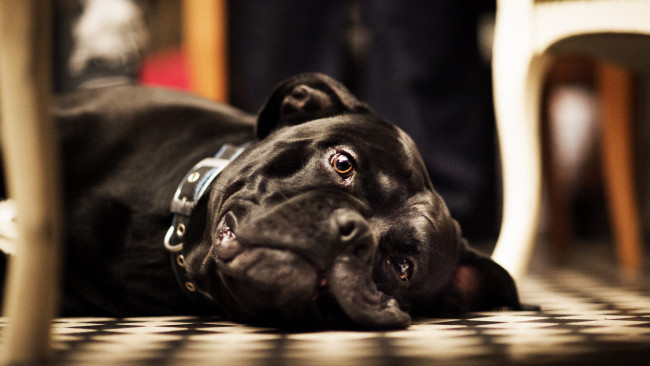 Обои картинки фото животные, собаки, пёс, морда, взгляд, грусть