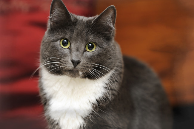 Обои картинки фото животные, коты, cat