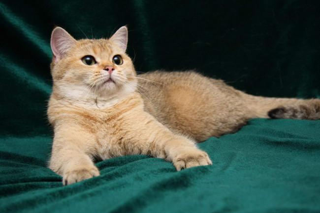 Обои картинки фото животные, коты, британка