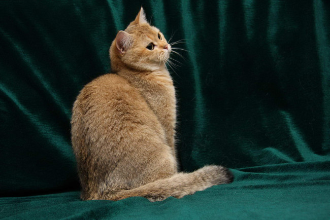 Обои картинки фото животные, коты, британка