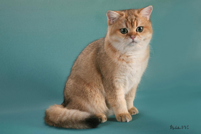 Обои картинки фото животные, коты, британка