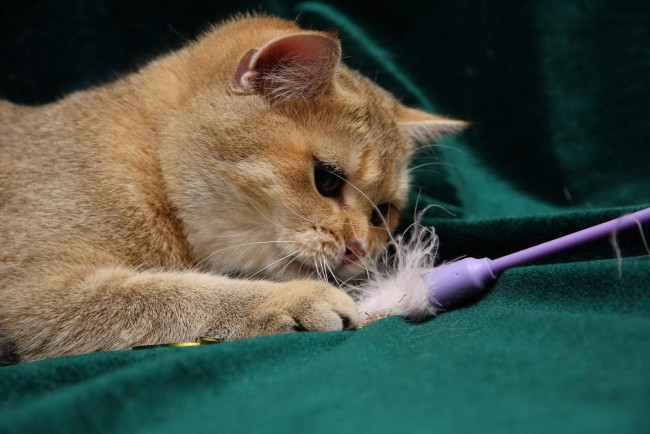 Обои картинки фото животные, коты, британка