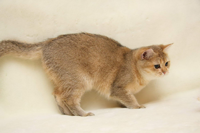 Обои картинки фото животные, коты, британка