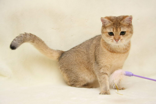 Обои картинки фото животные, коты, британка