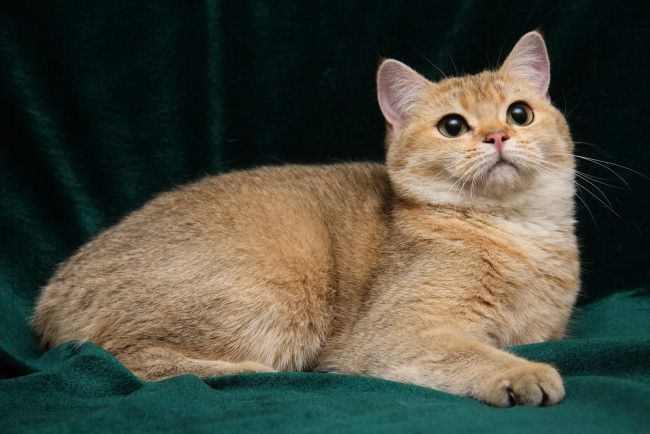 Обои картинки фото животные, коты, британка
