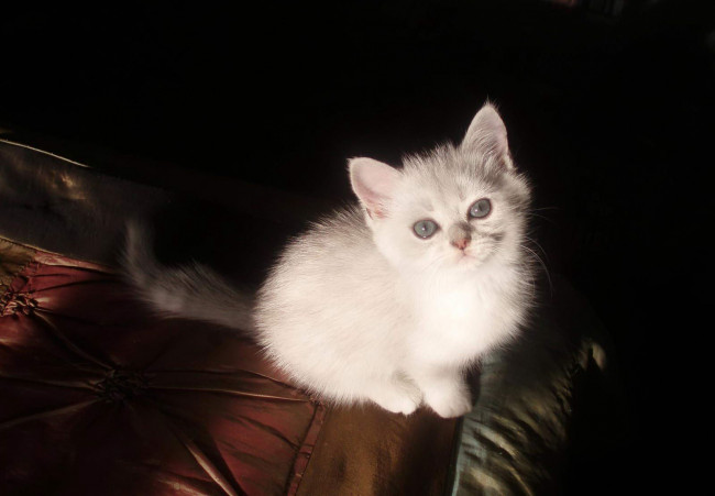 Обои картинки фото животные, коты, британец, котенок