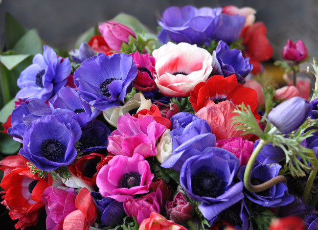 Обои картинки фото цветы, анемоны, адонисы, букет, лепестки