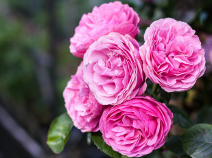 Картинка цветы розы розовый