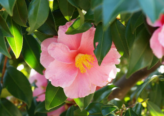 Картинка цветы камелии розовый