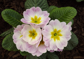 Картинка цветы примулы макро