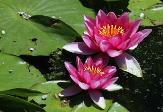 Картинка цветы лилии+водяные +нимфеи +кувшинки пара