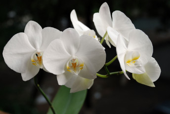 Картинка цветы орхидеи белый