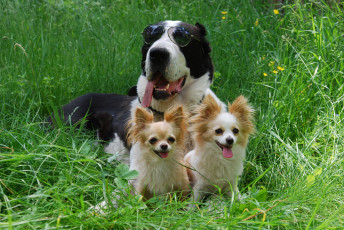 Картинка животные собаки трио очки