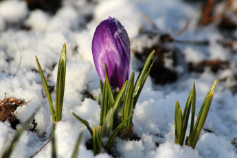Картинка цветы крокусы снег бутон