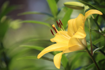 Картинка цветы лилии +лилейники желтый