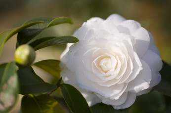 Картинка цветы камелии белый